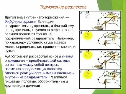 От чего зависит время рефлекса