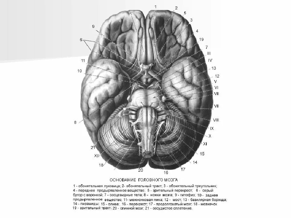 Нижняя поверхность мозга. Вентральная нижняя поверхность головного мозга. Строение головной мозг вентральная поверхность. Обонятельный мозг анатомия строение. Мозг снизу схема.