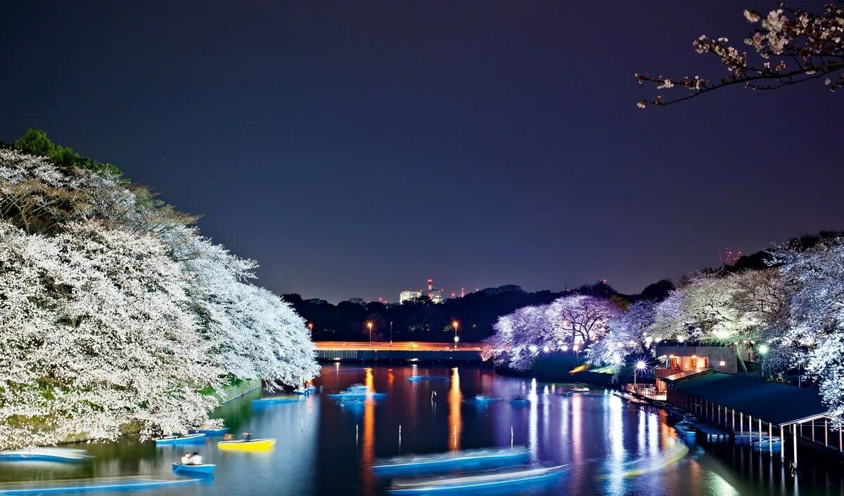 Парк Уэно ночью. Парк Уэно Сакура. Сеул Южная Корея Сакура. Весенняя ночь. Картинки весенние спокойной