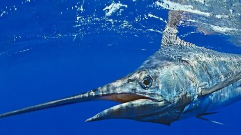 Blue marlin