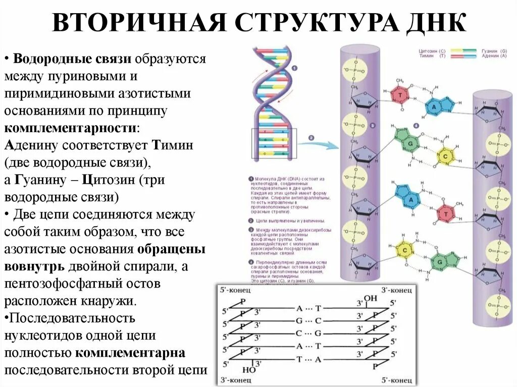 Соединение в днк клетки. Первичная вторичная и третичная структура ДНК. Строение ДНК первичная вторичная третичная структуры. Структура и функции ДНК первичная структура. Структуры ДНК первичная вторичная и третичная четвертичная.