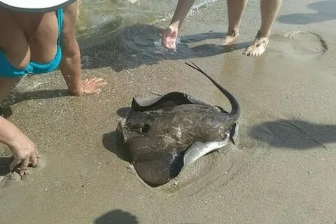 Опасно ли черное море для человека
