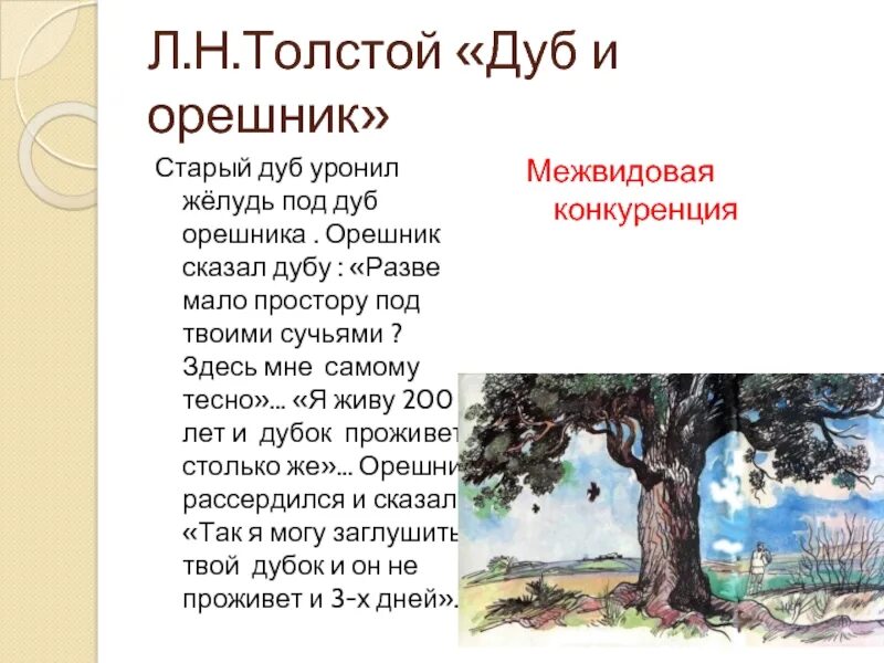 Текст песни у дуба старого. Дуб и орешник толстой. Л. Н. толстой «дуб и орешник».. Лев толстой дуб. Л Н толстой дуб и орешник иллюстрации.