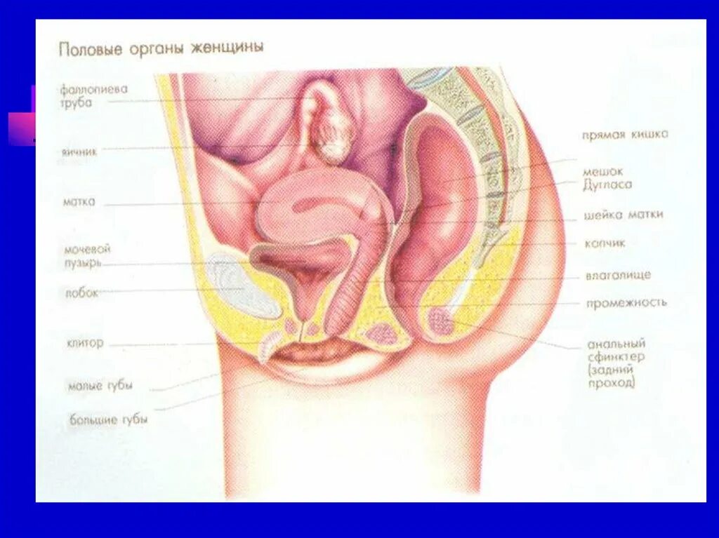 Женский половой орган. Женский половой орган в разрезе. Необычный женский половой орган. Женские половые органы описание.