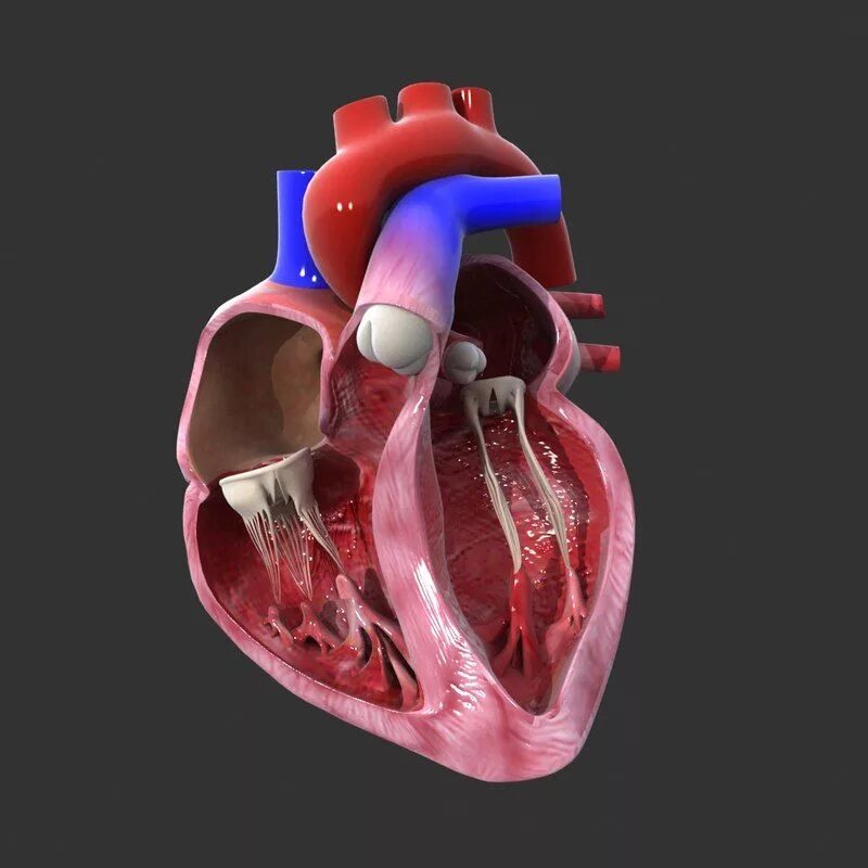 Как выглядит сердце внутри heart beating animated image Circulatory system, Human anatomy and physiology, C
