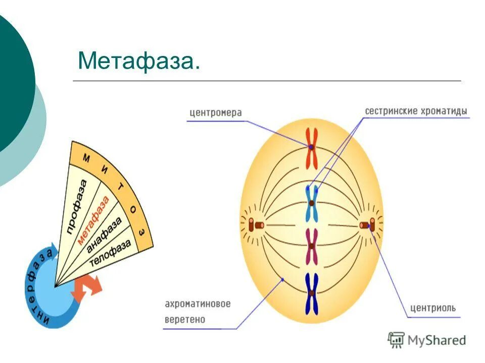 Для метафазы характерно. Фазы мейоза метафаза 1. Метафаза процессы происходящие в клетке. Для метафазы характерно. Метафаза митоза веретено деления.