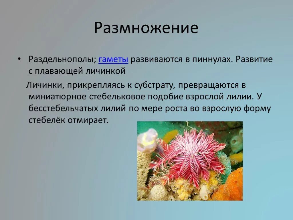 Морские лилии размножение. Иглокожие размножение 3 класс. Размножение иглокожих 7 класс. Половая система иглокожих. Морская звезда половое размножение