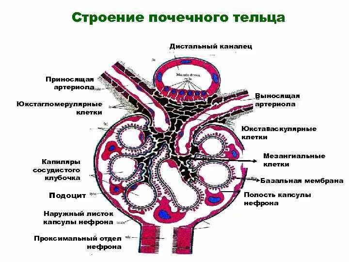 Артериолы клубочка. Юкстагломерулярный аппарат нефрона. капсула клубочка нефрона строение. строение почечного тельца гистология. почечное тельце подоциты.