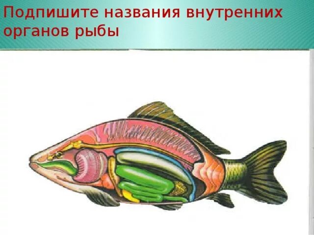 Рассмотрите расположение внутренних органов в теле рыбы Внутреннее строение рыбы. Фотография из альбома Класс Рыбы 3 из 3 ВКонтакте