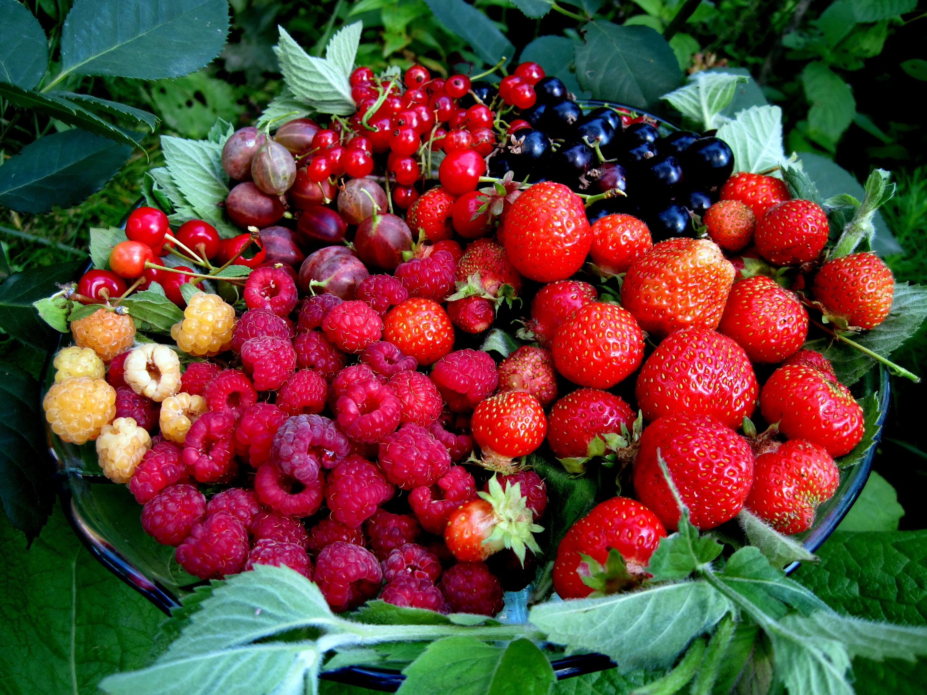 Шартлама. Ягоды летом. Садовые ягоды. Фрукты и ягоды.