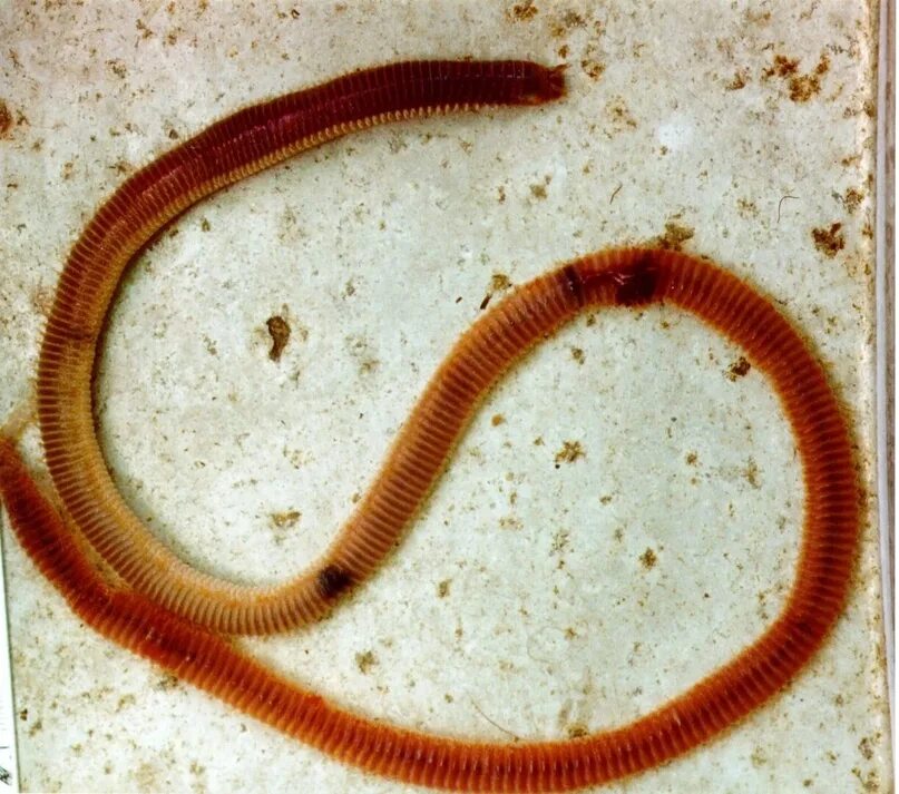 Червекула. Червь боббита. Червь боббита. Обыкновенный дождевой червь. Червекула.