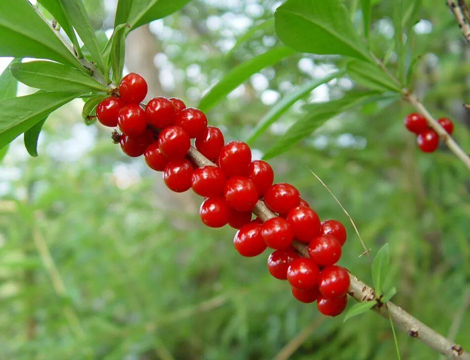 Волчеягодник боровой ягоды. Волчеягодник daphne mezereum. Волчье лыко ягода. Волчье лыко (волчеягодник обыкновенный). Волчье лыко (волчник обыкновенный).
