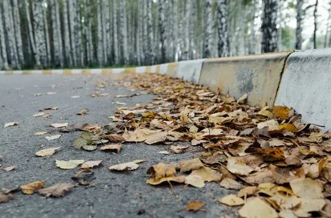 Опавшая листва весной