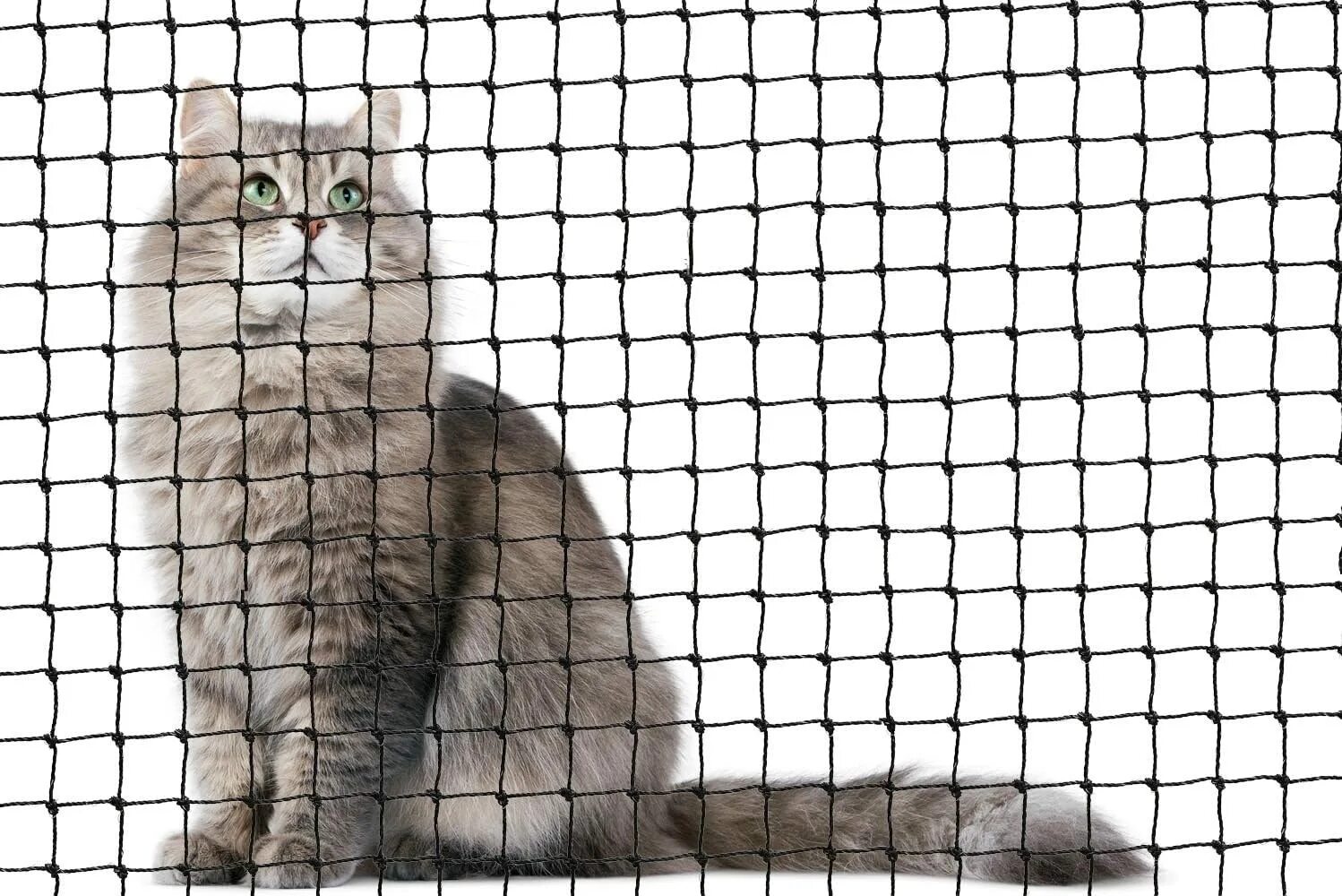 Покажи cat net. Cat net. картинки cat net. кэтнэт фото. раскраска кэтнэт.
