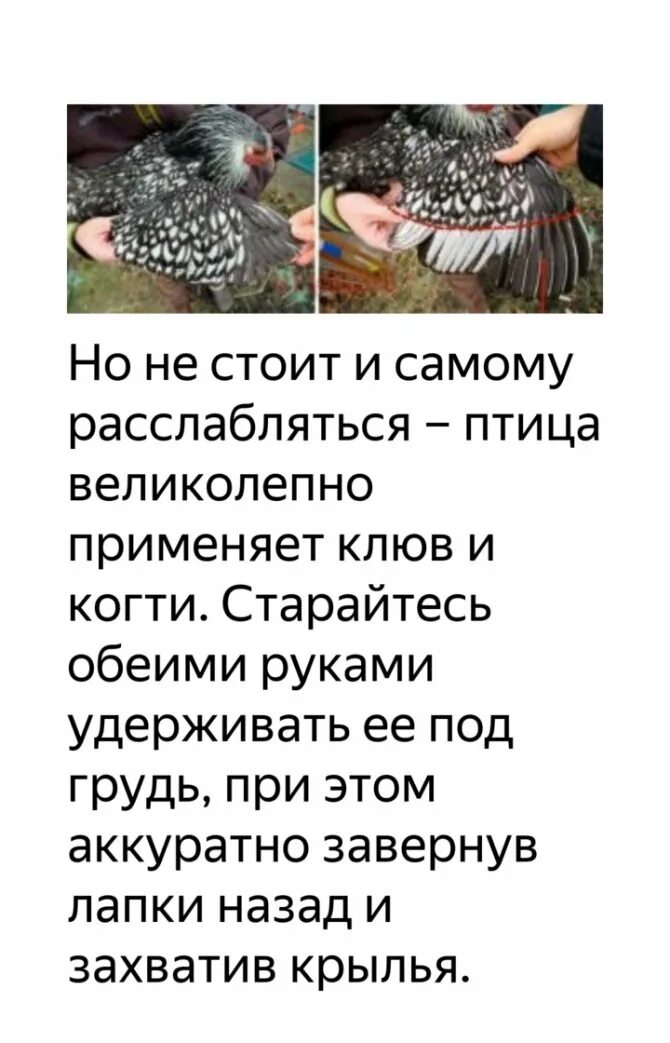 Как подрезать курам крылья чтобы не летали. Если птице отрезать Крылья. Если птице обрезать Крылья. Если птице отрезать руки.