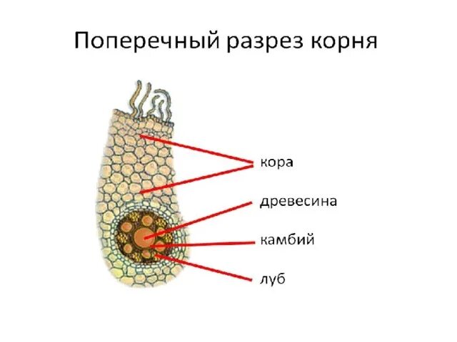 Презентация к уроку "Побег.