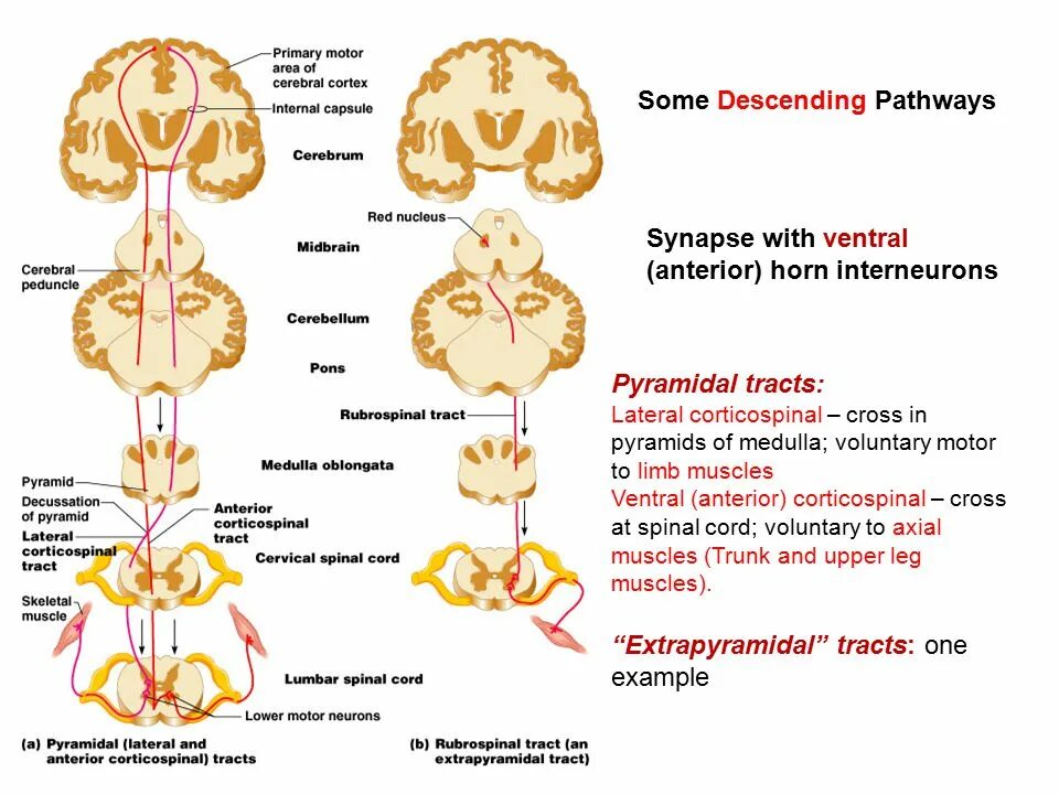 Pathways 2. Pyramidal pathways. pyramidal tract. extrapyramidal system. extrapyramidal pathways.