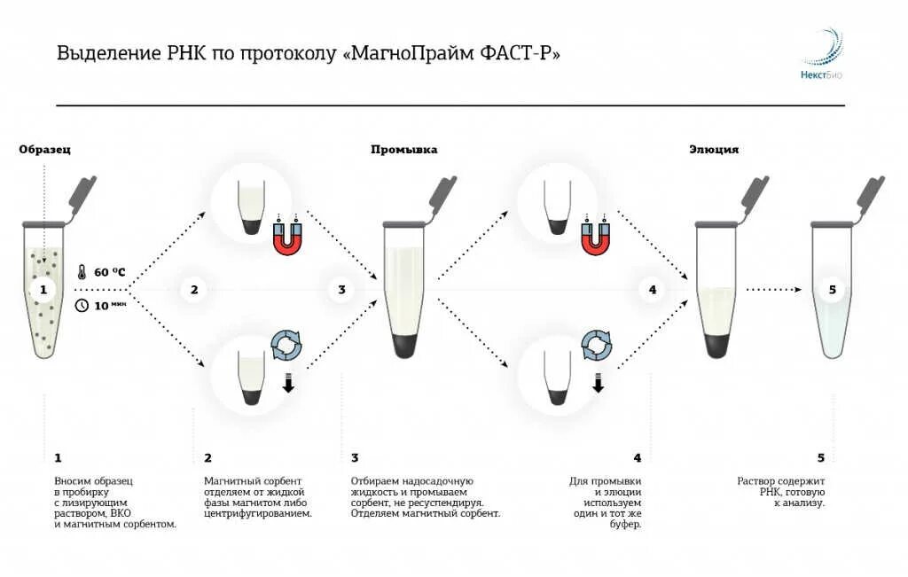 Методы выделения ДНК из биологического материала. Способы выделения ДНК. Этапы выделения ДНК. Выделение ДНК схема. Процесс выделения днк