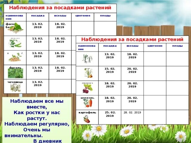 Наблюдение за растением 6 класс биология. Календарь наблюдений за растениями. Дневник наблюдений за растениями. Журнал наблюдений за растениями. Дневник наблюдения за Ростен.