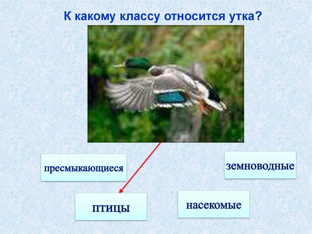 Какому жанру относится изображение птиц животных. К какому классу относятся птицы. Птицы относятся к классу. Какие животные относятся к птицам. Какие животные относятся к классу птиц.