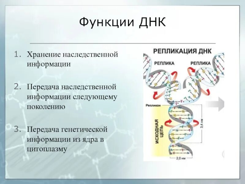 Хранит и передает наследственную информацию