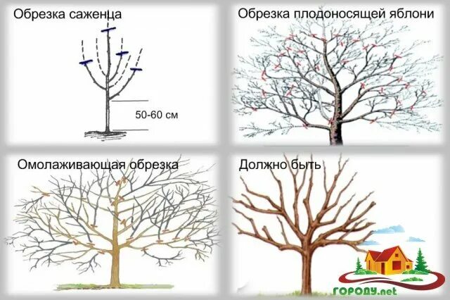 Обрезка плодовых деревьев в подмосковье сроки. Обрезка яблони весной. Схема обрезки яблони весной. Схема обрезки яблони осенью. Как обрезать яблоню.