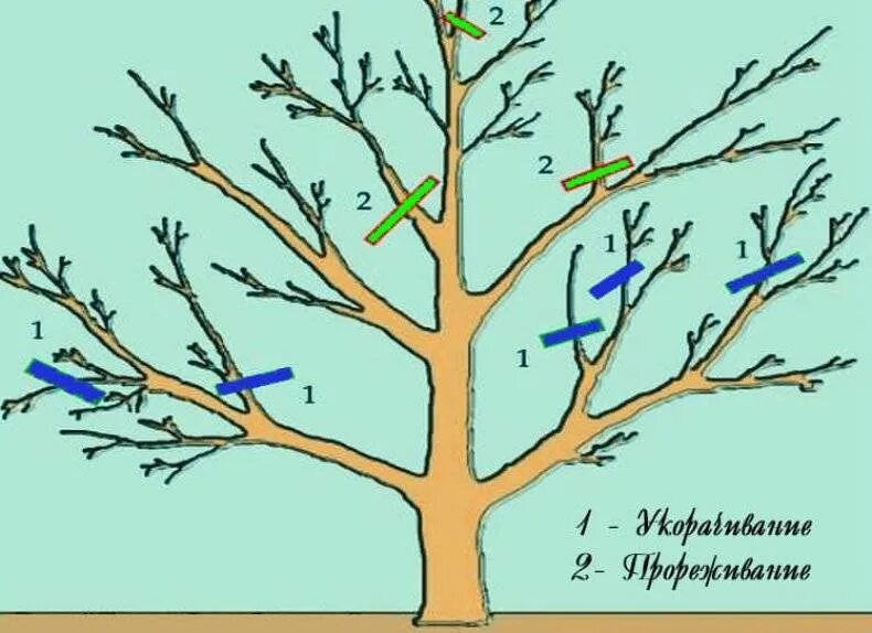 Схема обрезки яблони весной. Обрезка яблонь осенью схема. Обрезка яблони весной схема. Схема обрезки яблони осенью. Как обрезать старые деревья