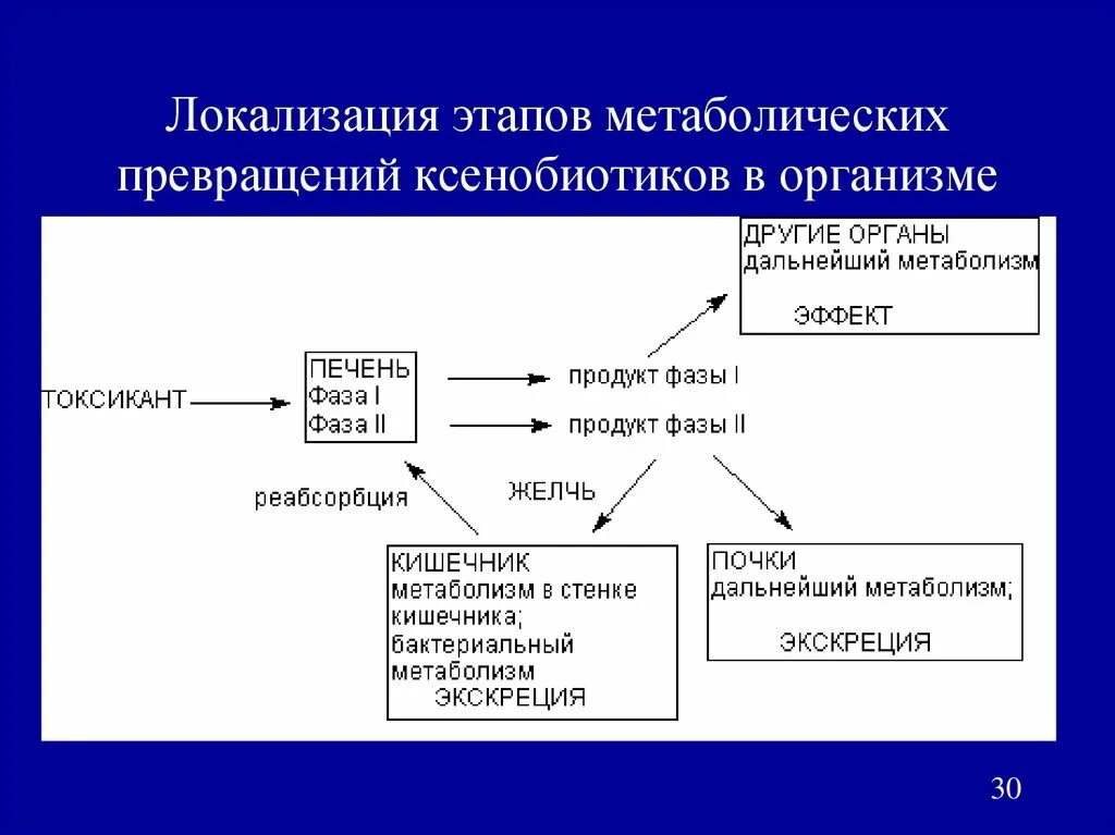 Ксенобиотики в организме. Схема биотрансформации ксенобиотиков. Схема метаболизма ксенобиотиков. Метаболизм ксенобиотиков в организме. Фазы метаболизма ксенобиотиков.