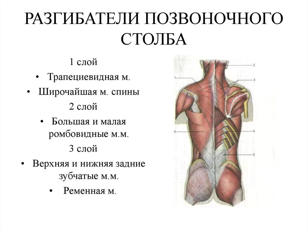 Мышцы разгибатели туловища. Мышцы участвующие в разгибании позвоночного столба. мышцы разгибатели позвоночника. мышечная анатомия разгибатели спины. мышцы разгибатели спины функции.