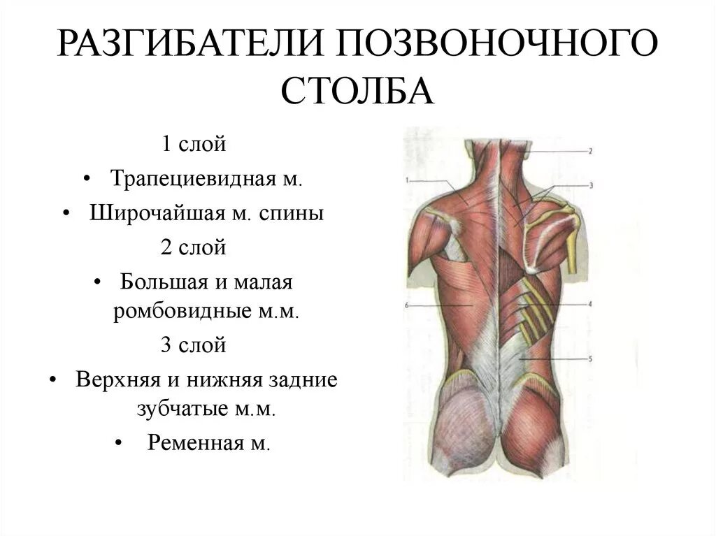 Мышцы спины поясничного отдела анатомия. Мышцы сгибатели позвоночника. Мышцы спины мышцы разгибатели спины функции.