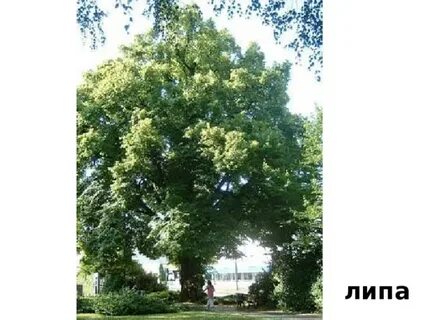 Песня свежий запах лип