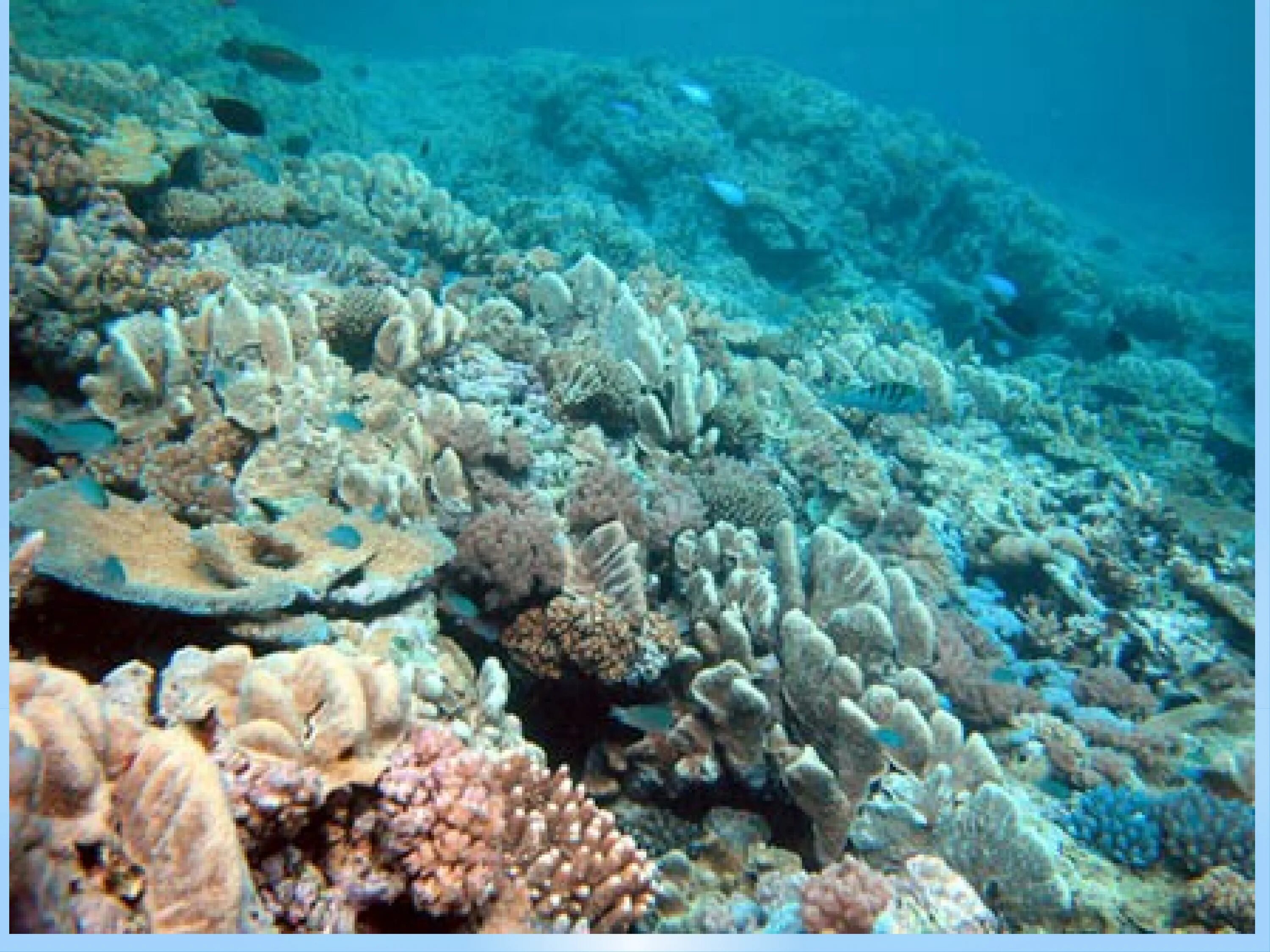 Группа морских организмов обитающих на дне океана. Нектон мирового океана. Живые организмы морей и океанов. Живые организмы в океане. Донные организмы океана.