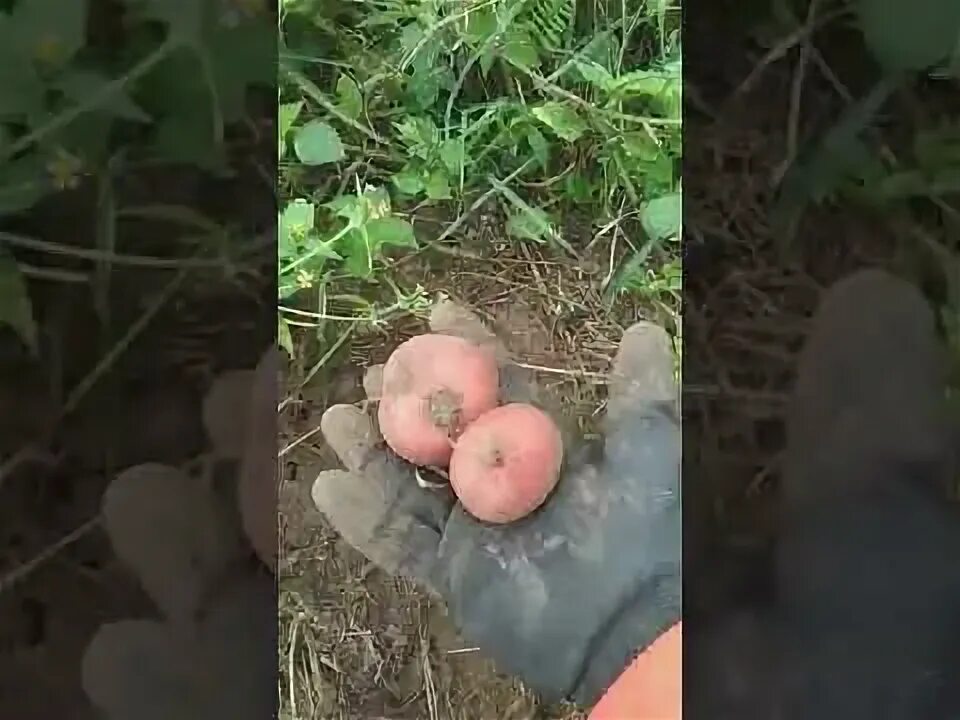 Посадка картофеля в июне. Канадский метод посадки картофеля. китайский способ выращивания картофеля. посадка картофеля без лопаты 5сли земля мягкая. новый метод выращивания картофеля.