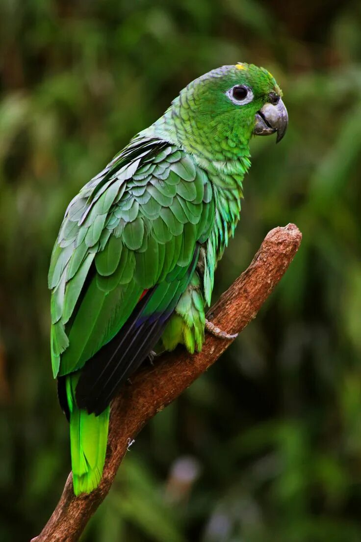Curl parrot