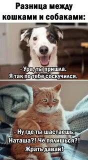 Разница между кошками