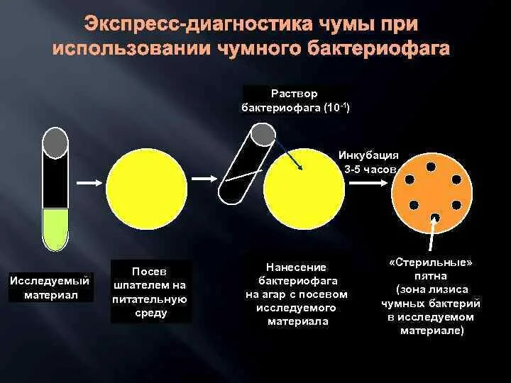 Экспресс тест на язву. Экспресс диагностика чумы микробиология. экспресс методы диагностики чумы. лабораторная диагностика чумы микробиология. чума методы лабораторной диагностики.