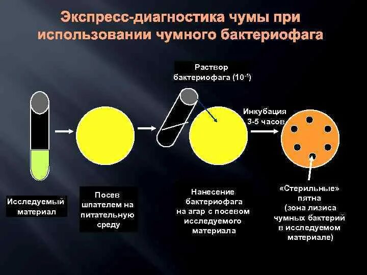 Чума анализы