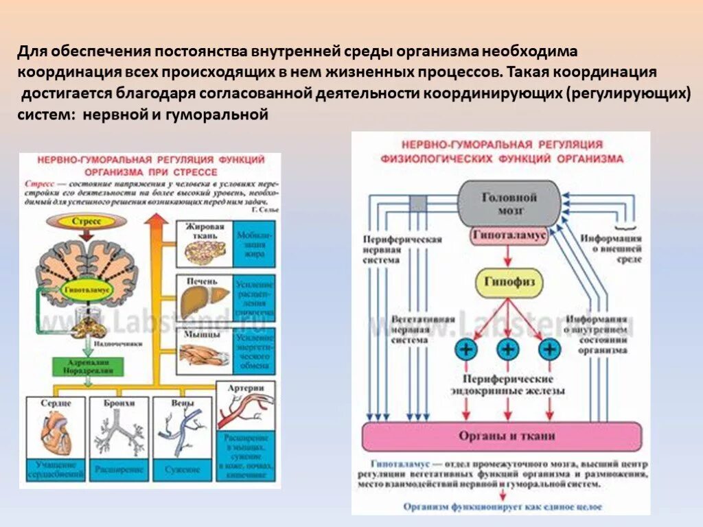 Типы регуляции функций физиология. Как осуществляется регуляция функций в организме. Нервно-гуморальная регуляция физиологических функций. Регуляция физиологических функций организма. Гуморальные реакции организма