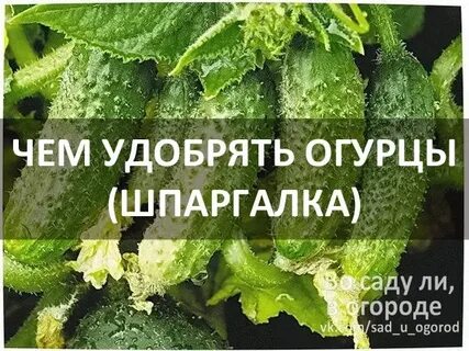 Каким удобрением подкармливать огурцы