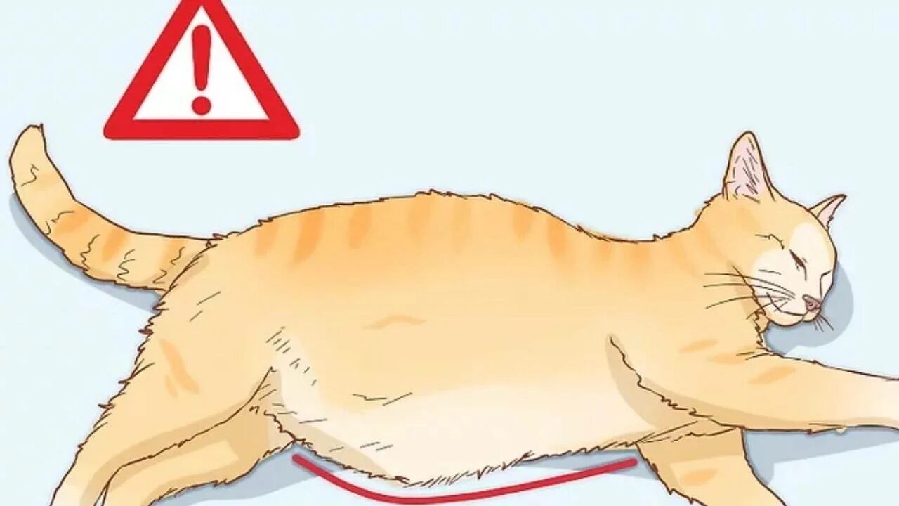 Вздуло живот у кота. Вздуло живот у кота
