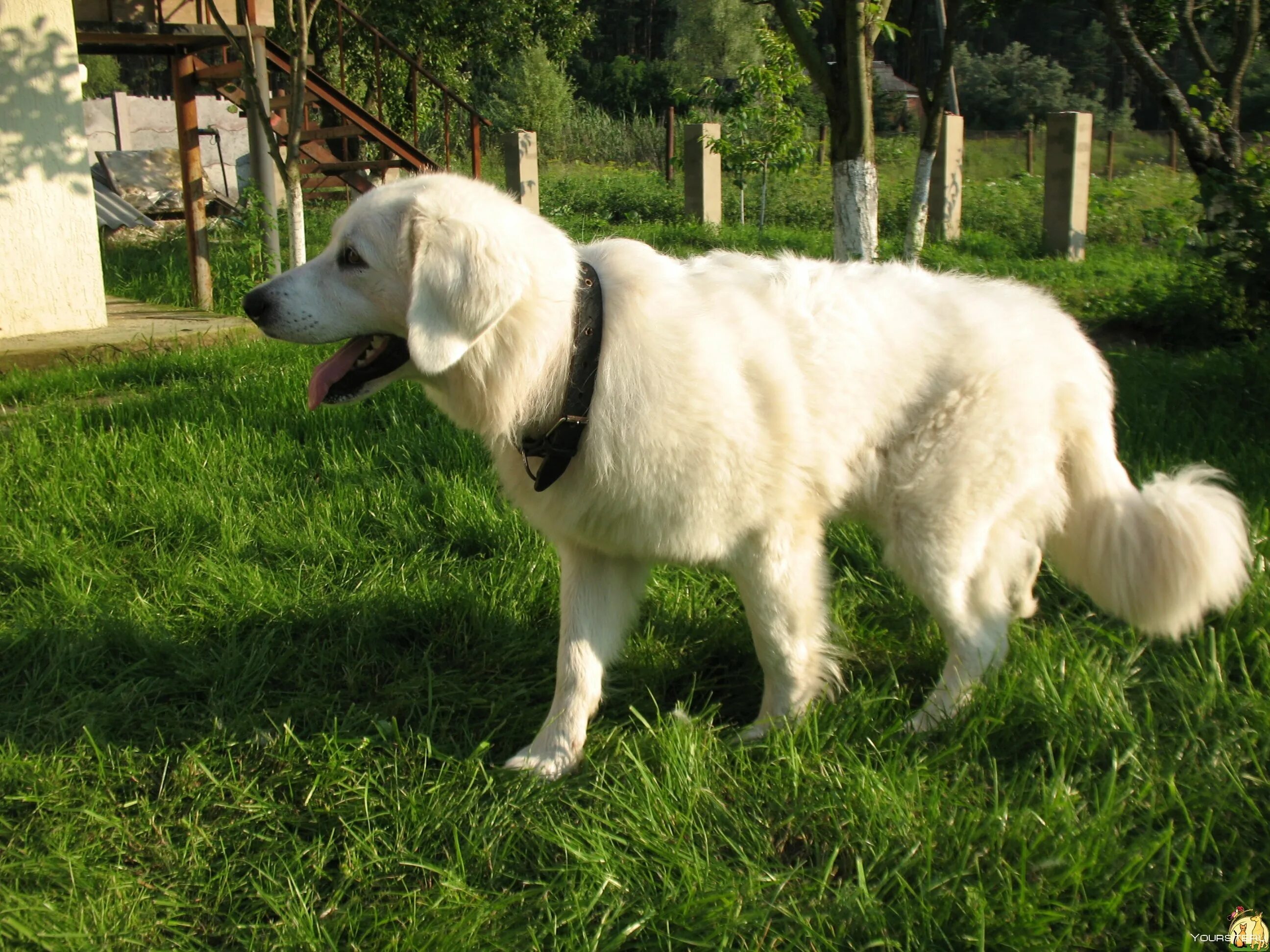 Овчарка бернский зенненхунд. Альпийская овчарка белая. Пиренейская овчарка белая. Швейцарская пастушья собака бернский зенненхунд. Бернский зенненхунд породы собак.