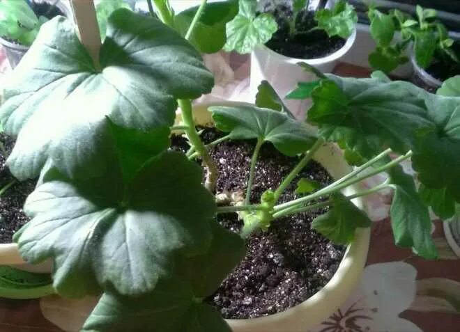 Причины скручивания листьев у герани. Листья пеларгонии скручиваются во внутрь. Плющелистная пеларгония скручиваются листья. У герани скручиваются листья. Почему у герани закручиваются листья во внутрь.