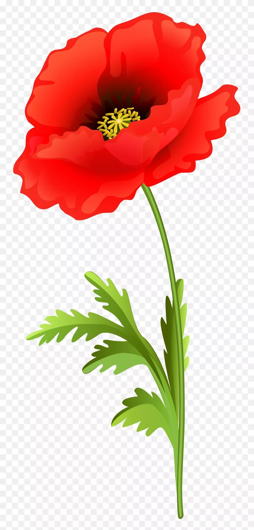 Мак цветок. Poppy (мак). Мак картинка для детей. Мак цветок. Цветы маки для детей.