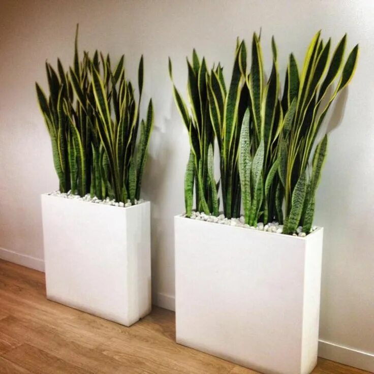 Горшки для сансевиерии фото Sansevieria in glass Jardinería en macetas, Plantas para terrario, Decoracion pl