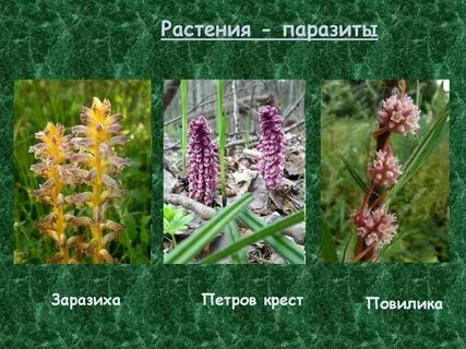 Утрата хлорофилла у растения заразихи формирование