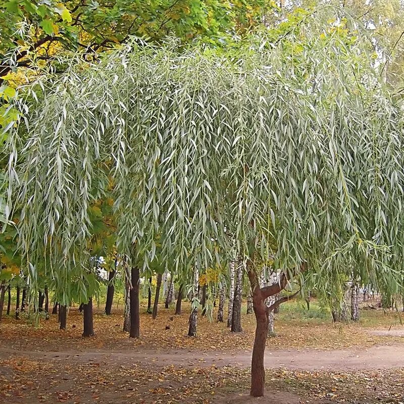 Верба название дерева. Ива белая (Salix Alba). Ива белая (Sálix Álba). Ива белая Тристис. Ива Salix Alba vitellina pendula.