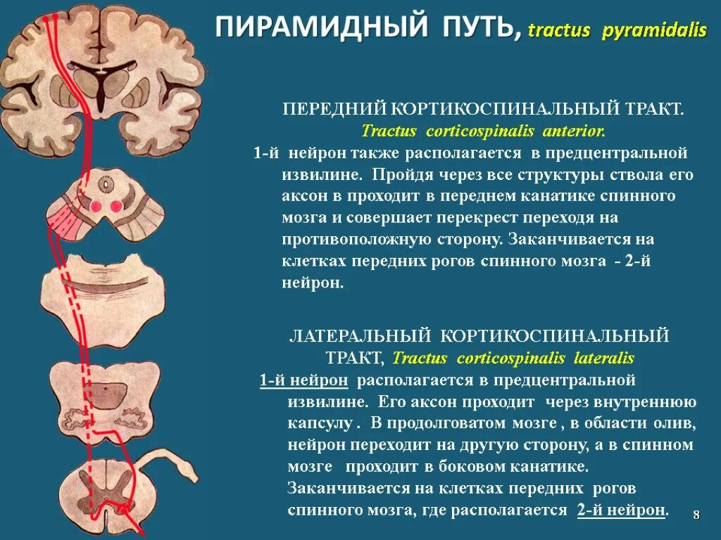 Двигательный центр спинного мозга. Кортикоспинальный пирамидный путь. Пирамидный путь неврология схема. Симптомы поражения пирамидной системы неврология. Симптомы поражения пирамидного пути.