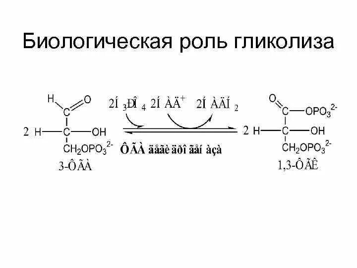 Функции гликолиза. Био роль гликолиза. биологическая роль анаэробного гликолиза. биологическое значение и роль гликолиза.