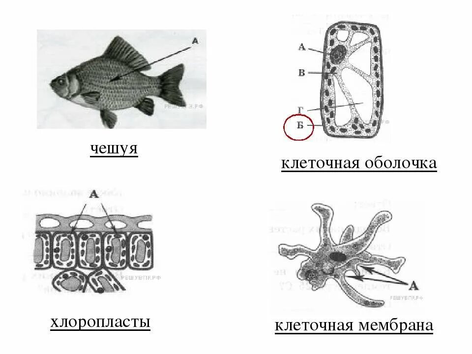 Темы впр по биологии 5 класс. ВПР биология 5 класс. Пр по биологии 5 класс. Вар 5 класс биология.