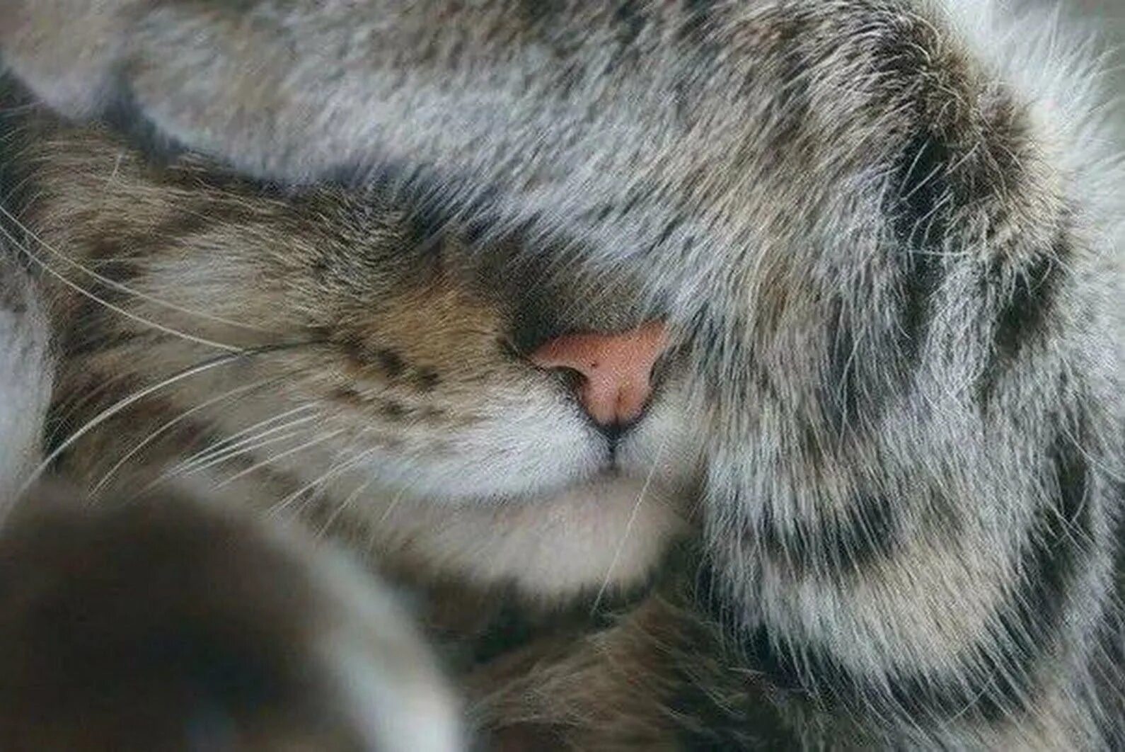 Кот прячет нос. Кошка закрывает лапой морду. котик закрывает лапками мордочку. кот прикрыл лапой нос.